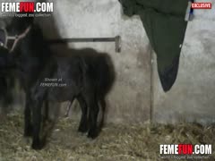 On live video, a man buttfucks him while leaving his black pony in place.